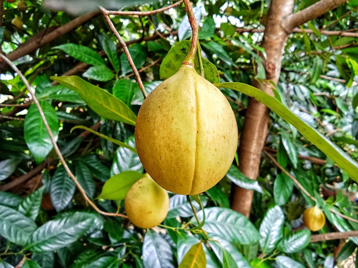 Javitri Leaves (Myristica fragrans) used in Infantol (Babies Tonic)